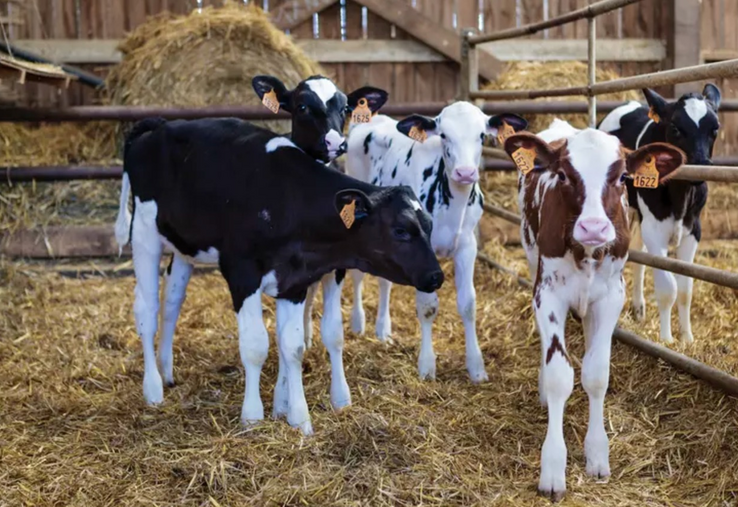L'adaptation du bâtiment est le levier principal des éleveurs pour répondre aux attentes des consommateurs.