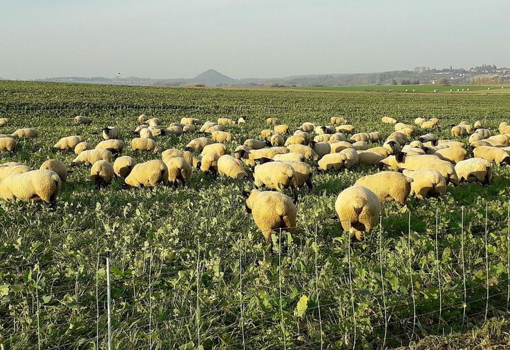 Le pâturage des intercultures est réalisé en majorité
par des ovins allaitants.