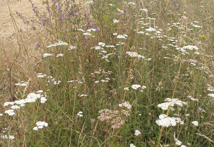 Ces bandes riches d'une végétation diversifiée servent de refuge à la faune sauvage.