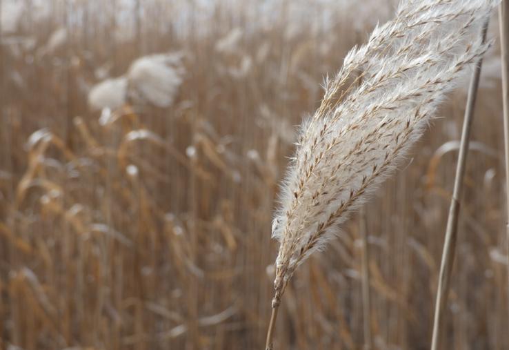 Après implantation, le miscanthus peut être récolté au bout de deux ans et offre normalement au moins une vingtaine d'années de production.