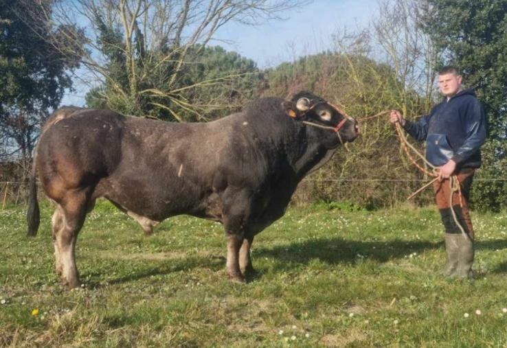 Jérémy et Nicolas Guinot présenteront « Orage » un taureau de race bazadaise.