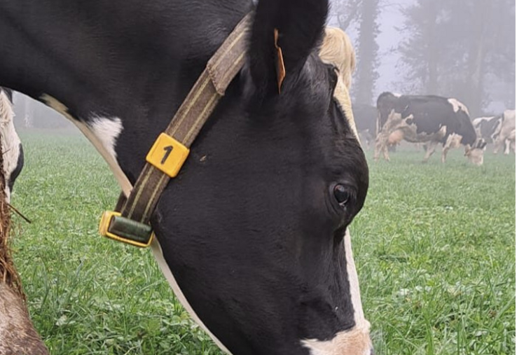 Le mélange suisse coûte plus cher mais il est censé tenir dans le temps.