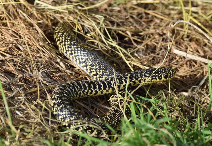 Cette couleuvre verte et jaune n'est pas venimeuse.