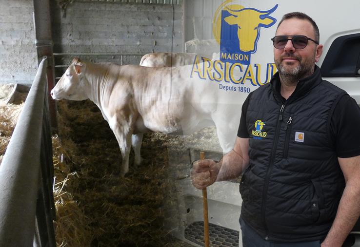Parmi les animaux préparés par Pascal Arsicaud et son équipe, Ryta, une vache blonde d'Aquitaine.