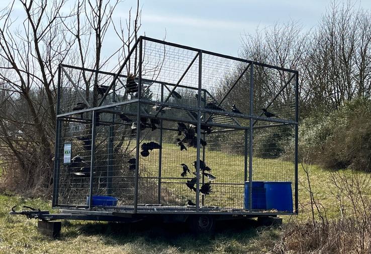 Plusieurs espèces ne sont plus classées nuisibles depuis le 13 mai, notamment dans la Vienne.