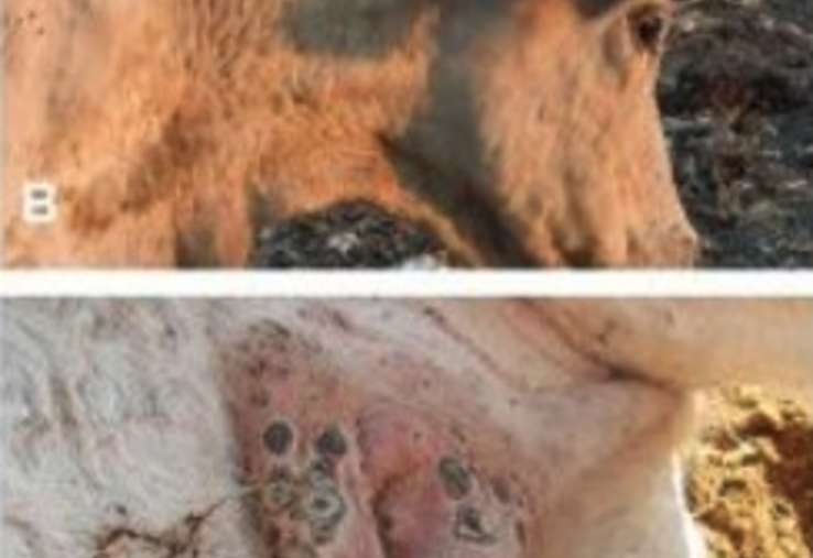 Après la fièvre, des nodules durs arrondis et indolores apparaissent sur l'animal.