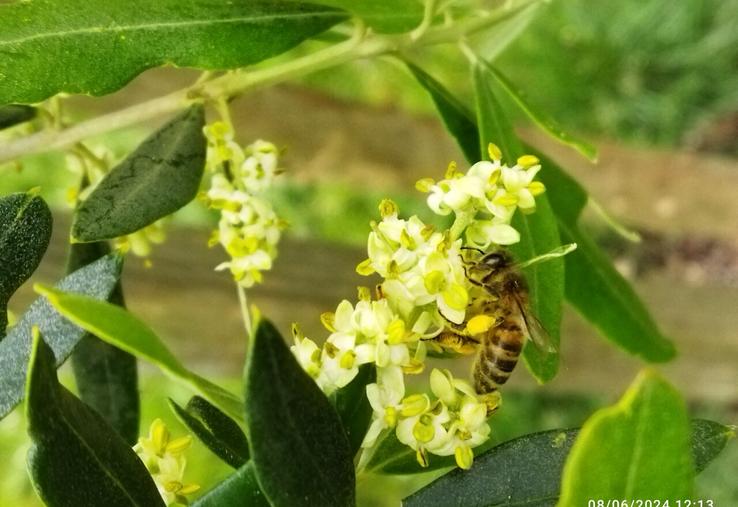 Aux frelons, Varroa, maladies et néonicotinoïdes affectant les colonies d'abeilles chaque année, s'ajoute en 2025 les conditions sèches qui risquent d'affecter leurs réserves hivernales.