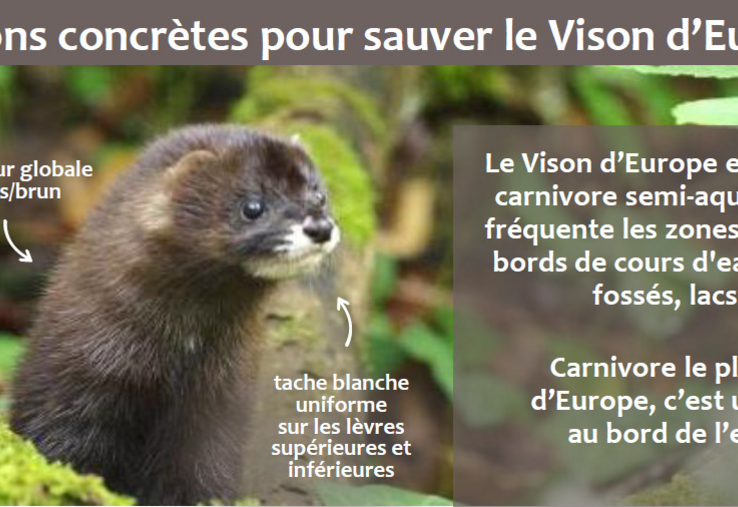 Vison d'Europe.