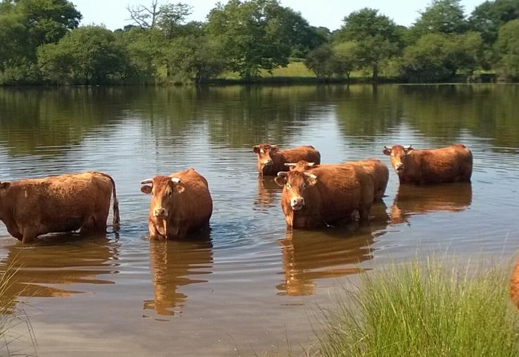 La disponibilité en eau chez les bovins doit être au moins de 15 à 18 litres/animal/minute car les animaux ne restent généralement pas sur la zone d'abreuvement si la zone pâturée en est distincte.