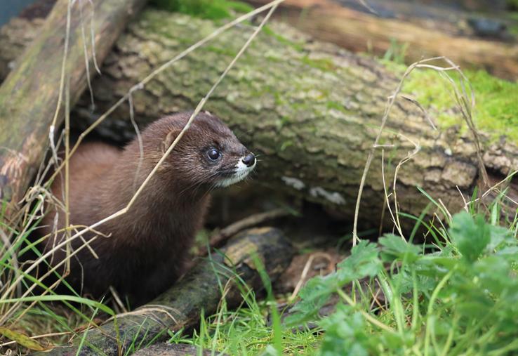 La population française est estimée à moins de 250 individus, principalement en Nouvelle-Aquitaine.