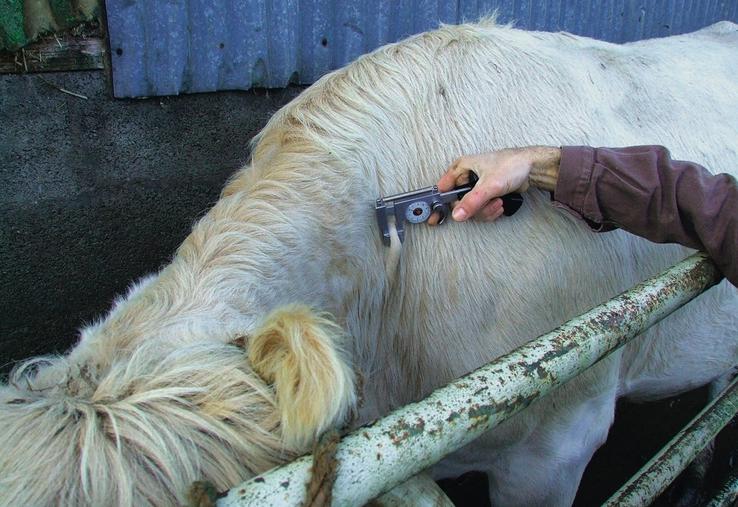 Exemple de test à la tuberculine pour le dépistage de la tuberculose bovine en élevage.