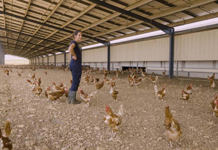 Lucie Mainard a installé des filets de protection permettant ainsi aux poules de sortir pendant les  confinements lors des épisodes de grippe aviaire. 