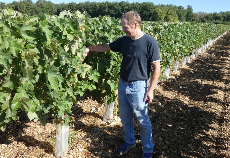 Jérôme Brisset s'attend à des récoltes meilleures que l'an passé grâce à l'effet des dernières pluies sur les raisins.