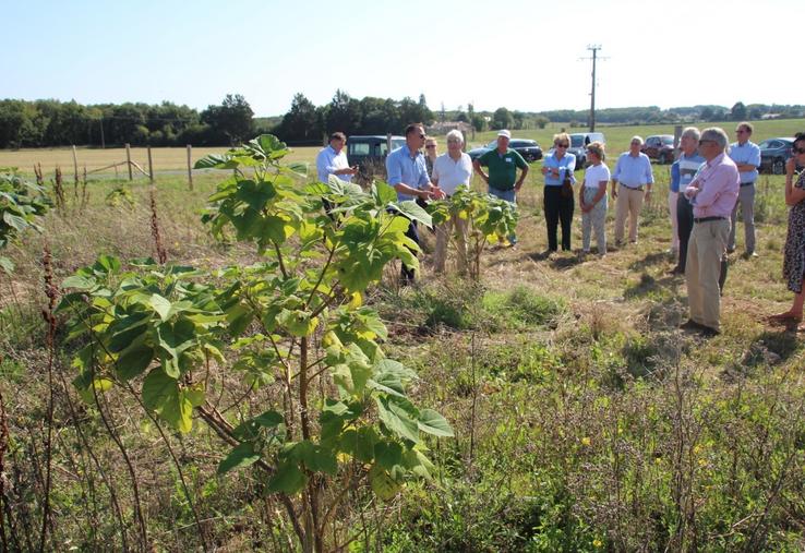 Le paulownia peut être valorisé jusqu'à 150 € par m³.