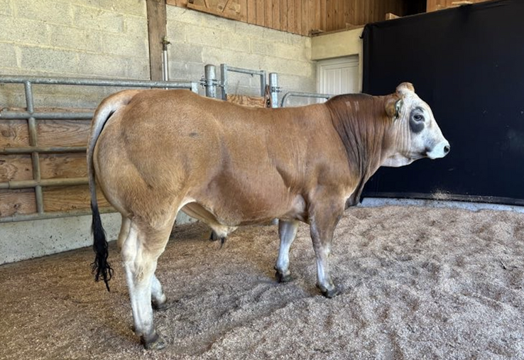 Var, venant de Loire-Atlantique, est parti pour 12 000 € à Gênes Diffusion.