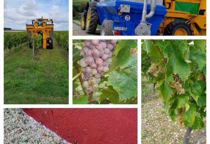 À l'échelle régionale, le rendement moyen est estimé à 85 hl/ha, avec un titre alcoométrique volumique (TAV) moyen de 10,2 % vol.