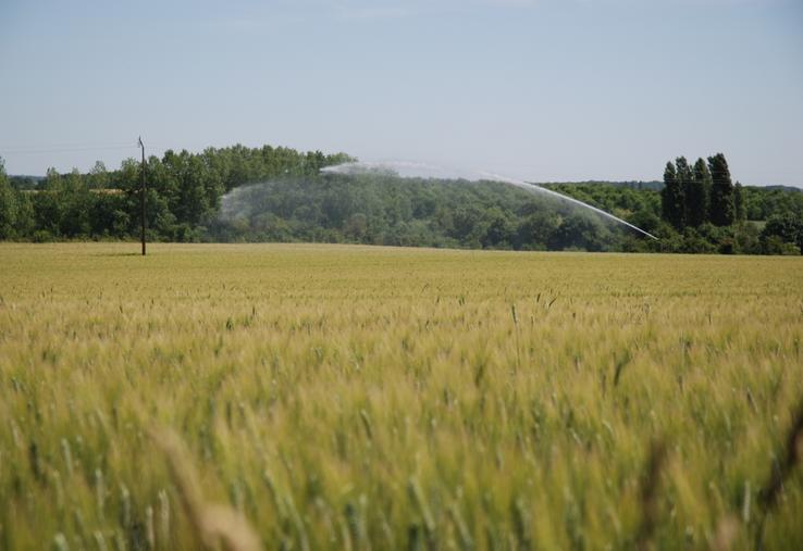 La décision de la cour administrative d'appel de Bordeaux va impacter les exploitations irrigantes en grandes cultures, mais également celles spécialisées dans le maraîchage ou pratiquant l'élevage.