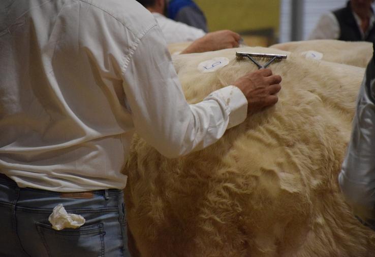 Le concours phare des Charolais en Deux-Sèvres, les Conviviales, est annulé au vu des exigences réglementaires.
