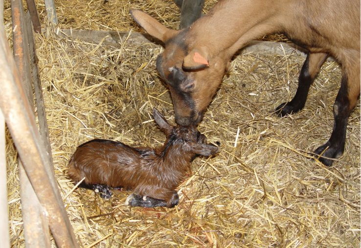 La fièvre Q est la première cause d'avortement en caprins.