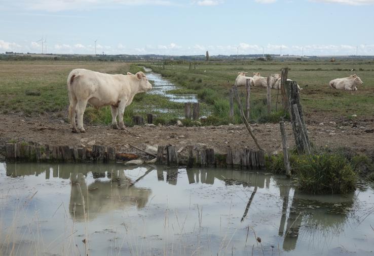 Le bassin de Rochefort-Marennes, qui concentre environ la moitié du cheptel bovin départemental (une proportion encore plus élevée pour les seuls bovins allaitants), travaille à favoriser les démarches de consommation de viande locale.
