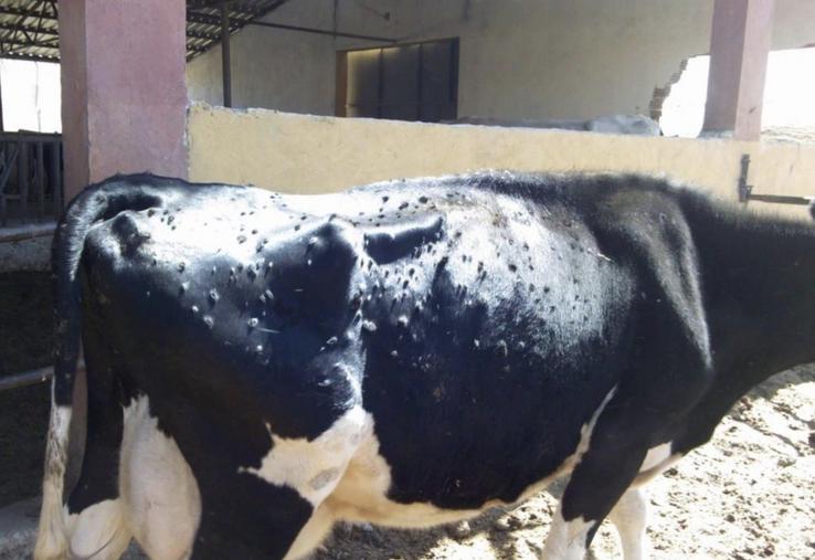 Exemple d'animal contaminé. Les nodules touchent l'épiderme mais aussi les organes internes de l'animal. 