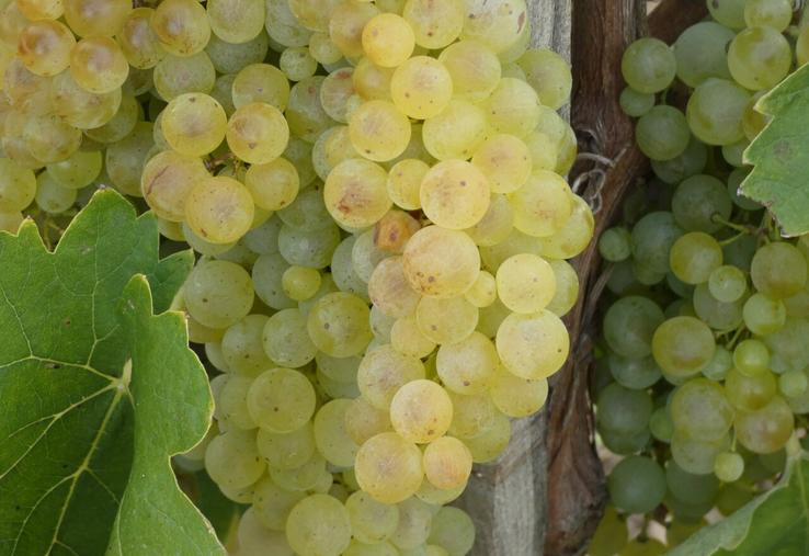 Vignes et grappes de raisin (probablement Ugni blanc) à Chérac (17), le 4 septembre 2023.