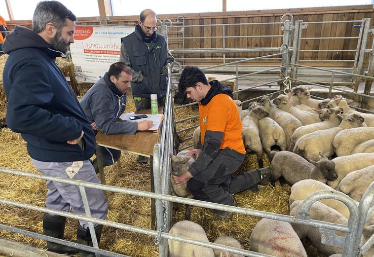 Les élèves doivent savoir manipuler les animaux rapidement et sûrement, et juger de leur état sans les mettre en inconfort.