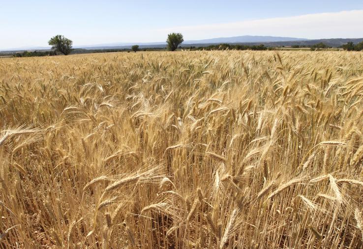 Blé dur au stade épis proches de la maturité, sur le plateau de Valensole dans les Alpes de Haute Provence. Stade épiaison avant moisson.