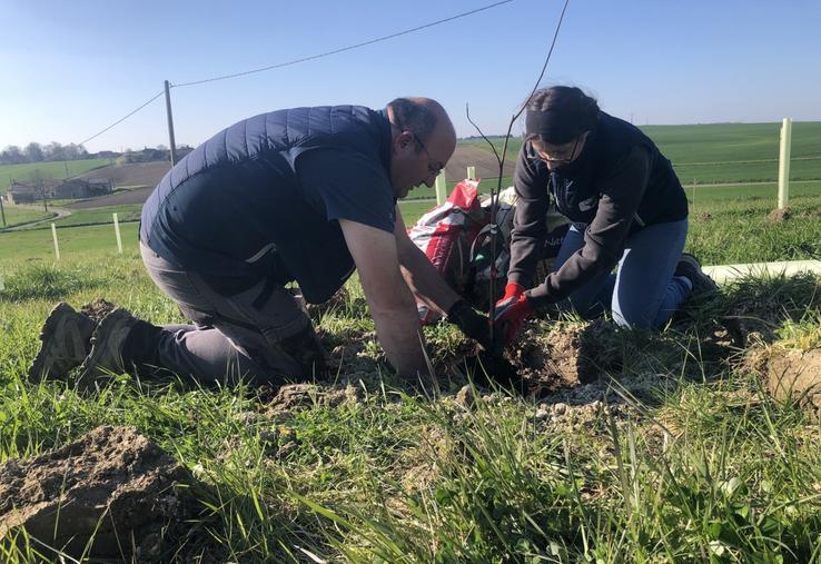 À Doussay, l'aventure d'une mangue produite localement ne fait que commencer.