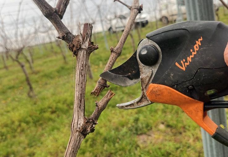 Trois modalités d'établissement et deux types de taille ont été testés par les conseillers viticoles.