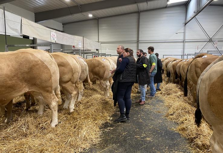 Les membres des jurys, composés d'éleveurs, bouchers, vétérinaires, retraités du milieu agricole et élèves d'établissements agricoles, en délibération derrière les Blondes d'Aquitaine, race à l'honneur.