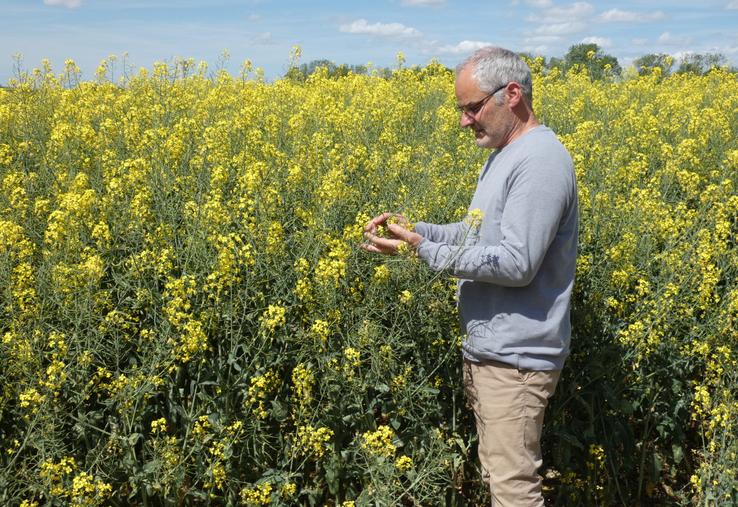 Face aux cours bas du blé et du maïs, Brice Besson a réintroduit du colza dans son assolement, mais cette plante reste demandeuse en intrants coûteux.
