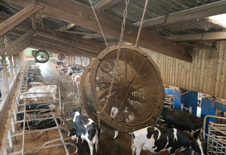 La perte de production laitière chez les vaches lors d'une vague de chaleur est de 5 %, estime l'Inrae.