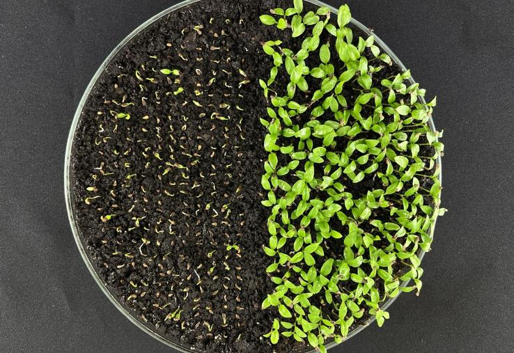 Il s'agit de garantir une germination rapide pour donner naissance à des jeunes plantes résistantes.