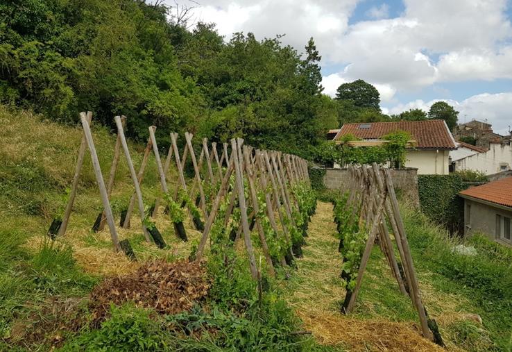 Les membres des "Communs du Clain" ont planté plus de 180 pieds de vignes sur 500 m2.