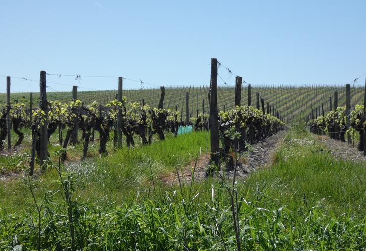 Selon Agreste, l'hectare de vignes se négociait en moyenne à 20 900 €/ha en 2025 en Charente-Maritime. Le vignoble de Charente s'en sort un peu mieux, avec un prix moyen de 25 600 €/ha.