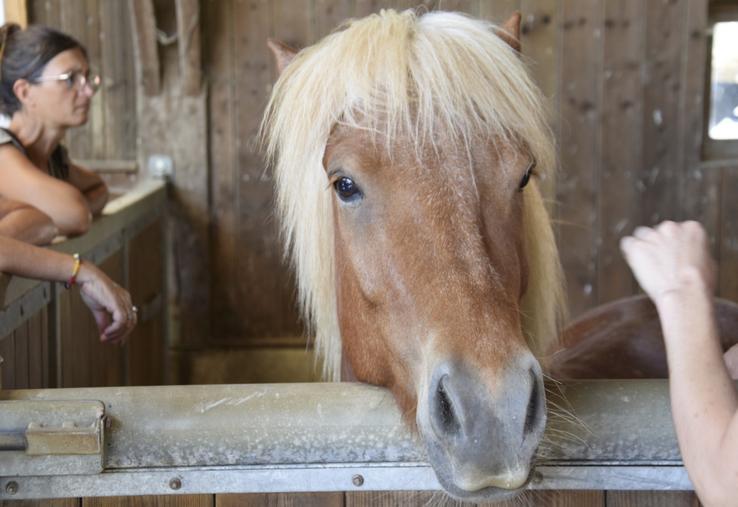 Les participants à la deuxième commission équine ont visité le Haras des Quatre Vents à Roumazières, élevage de chevaux islandais.
