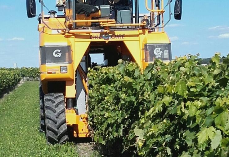 Les chantiers conséquents de vendanges qui vont durer deux à trois semaines, nécessitent de commencer tôt et de prendre en compte les conditions météo. 