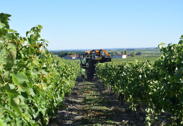 L'année s'annonce être la plus précoce pour les vendanges. De nombreux cépages ont déjà été récoltés à partir de la deuxième semaine d'août, notamment sur les îles.