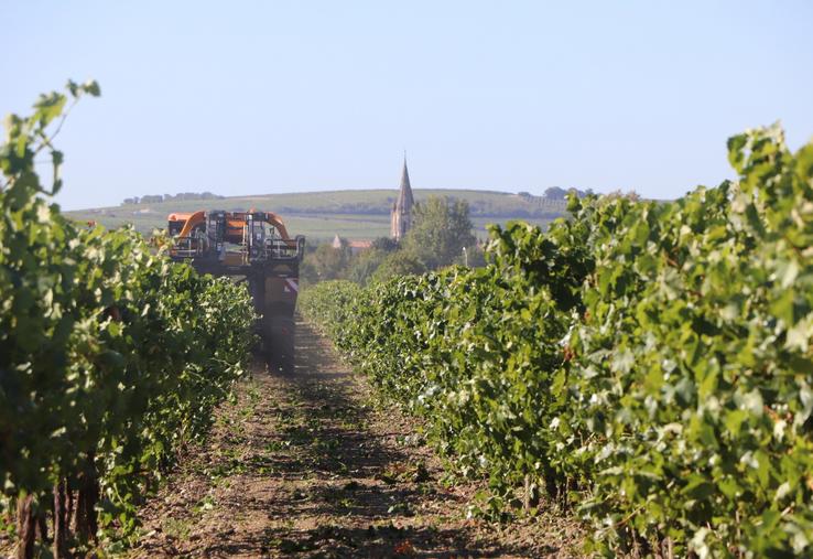 Les vendanges 2026 semblent bien parties pour être les plus précoces dans le bassin de Cognac.