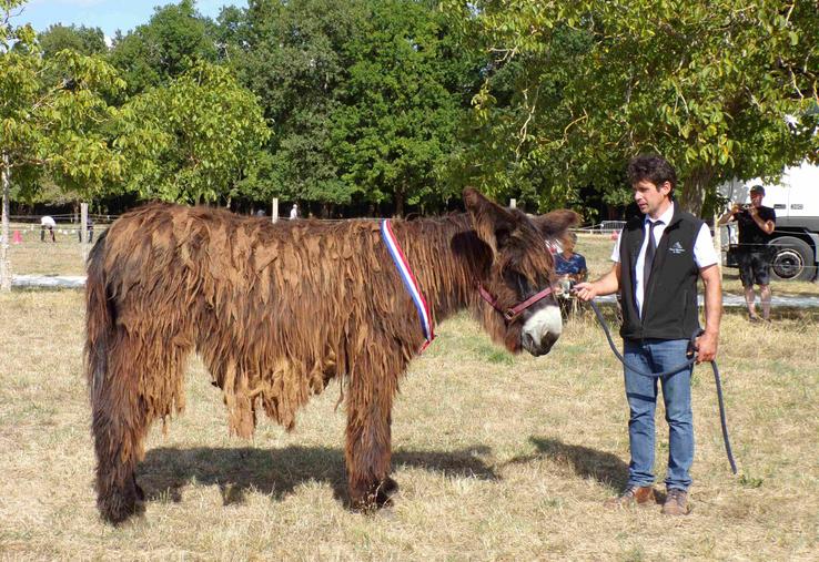 Kikolee de la Fa baudet du poitou 1er prix national 2025 bernard courtois