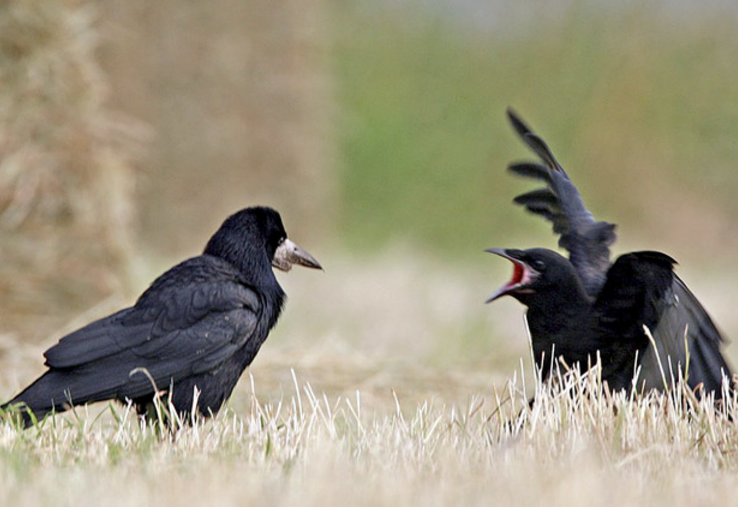 Le corbeau freux est maintenu dans la liste des Esod dans la Vienne jusqu'en 2029.