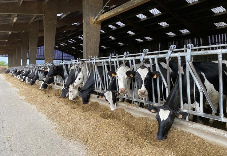 La ration des vaches laitières va pouvoir être ajustée pour répondre à la crise de disponibilité des fourrages.