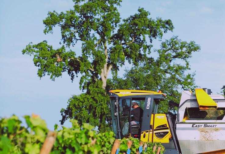 Des adaptations opérationnelles sont nécessaires, pour répondre à l'hétérogénéité sur le vignoble et intraparcellaire. Des réglages spécifiques de la machine à vendanger sont nécessaires pour éviter la trituration. La fréquence et l'amplitude du secouage doivent être ajustées progressivement.