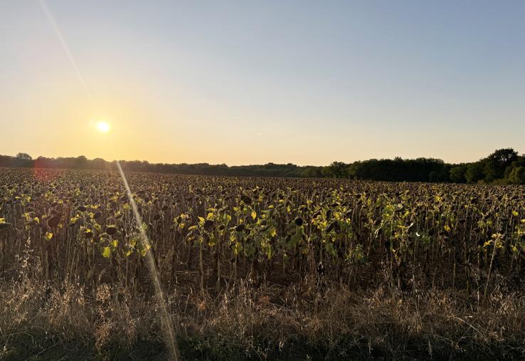 Champ de tournesol affaibli par la sécheresse à Dirac.