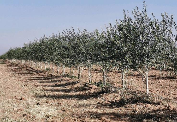 Les vergers d'oliviers sont mis en palissage, comme des vignes.