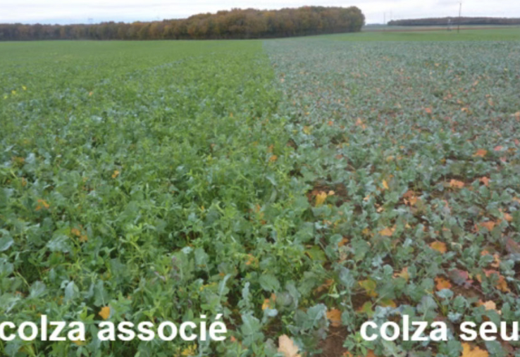 Différence entre un colza associé à une légumineuse et un colza non associé.