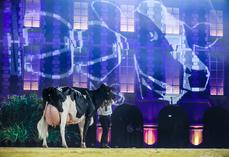 La vache Ducasse Jaka (Bradnick x Windbrook), appartenant à l'Earl de Banos (40), a été désignée "Vache du siècle" lors de la célébration des 100 ans de l'association Prim'Holstein France.