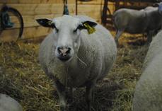 Les brebis qui portent plus de 2 agneaux sont particulièrement sensibles.