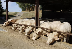 Les bêtes engraissées compensent quelque peu le nombre de vaches de réforme décapitalisées.